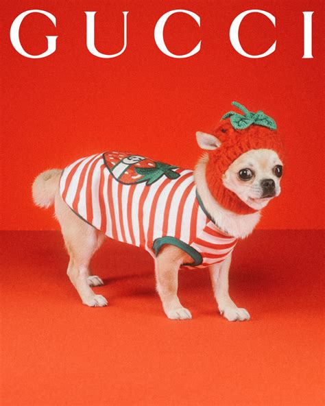 gucci pet accessories.